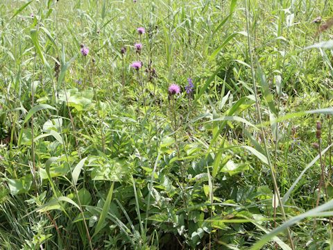 Serratula coronata ssp. insularis