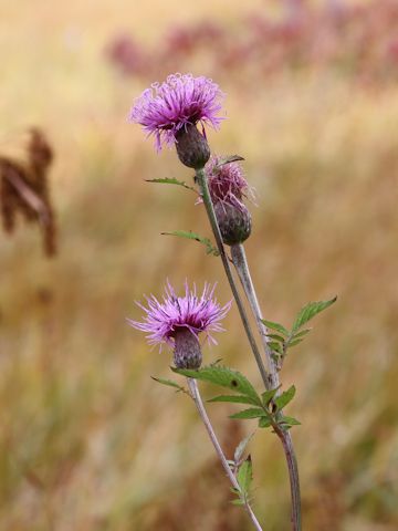 Serratula coronata ssp. insularis