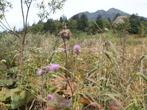 Serratula coronata ssp. insularis