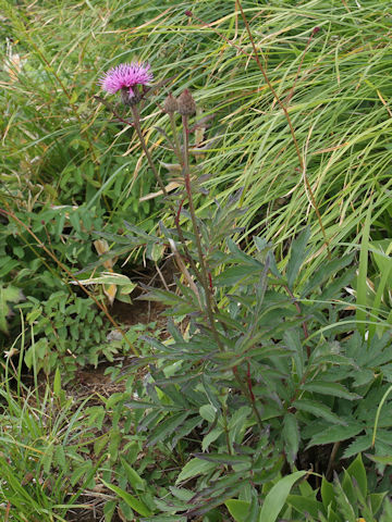 Serratula coronata ssp. insularis