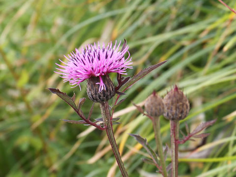 Serratula coronata ssp. insularis