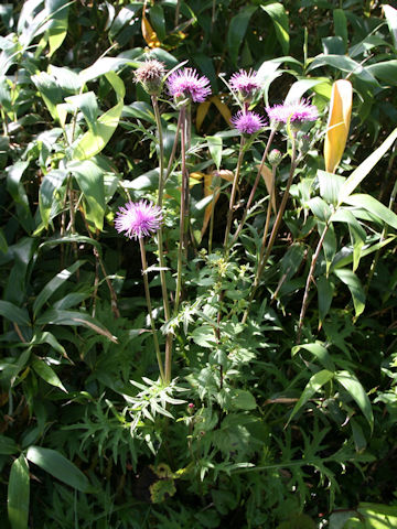 Serratula coronata ssp. insularis