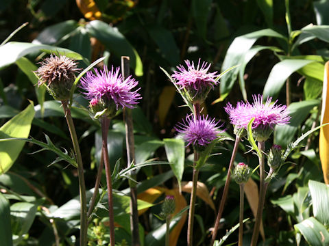 Serratula coronata ssp. insularis