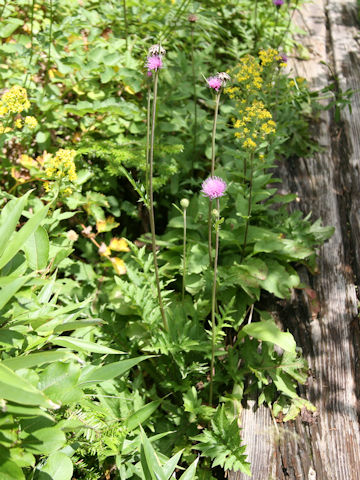 Serratula coronata ssp. insularis