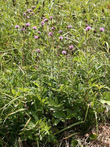 Serratula coronata ssp. insularis