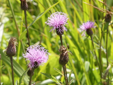 Serratula coronata ssp. insularis