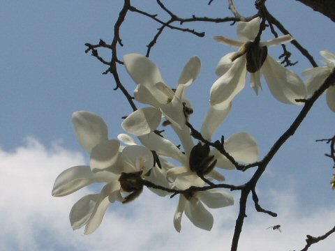 Magnolia salicifolia