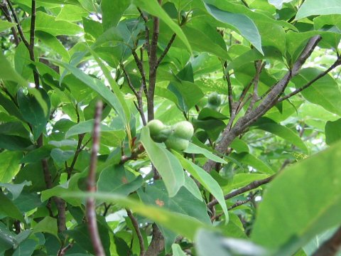 Magnolia salicifolia