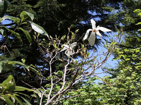 Magnolia salicifolia