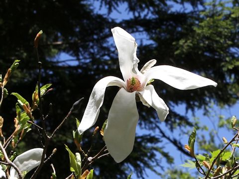 Magnolia salicifolia