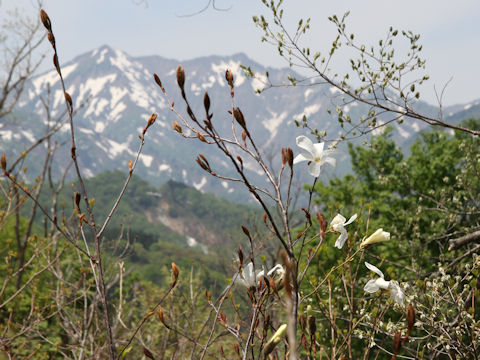 Magnolia salicifolia