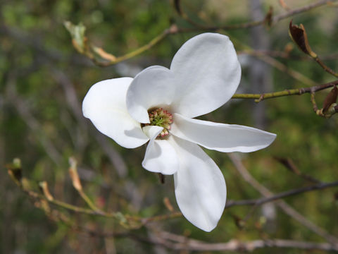 Magnolia salicifolia