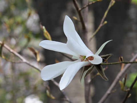 Magnolia salicifolia