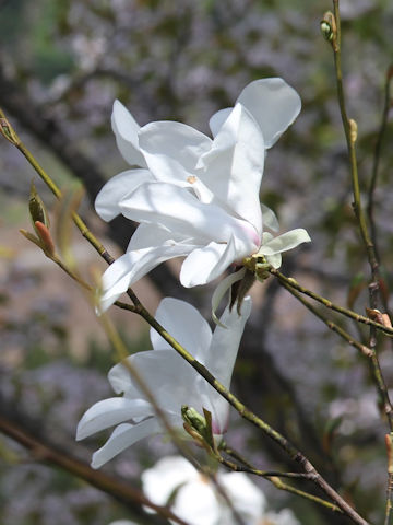 Magnolia salicifolia