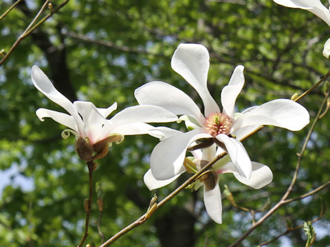 Magnolia salicifolia