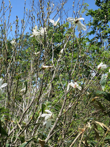 Magnolia salicifolia