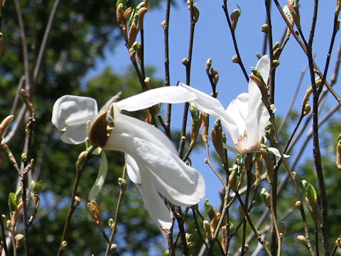 Magnolia salicifolia