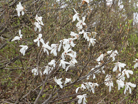 Magnolia salicifolia