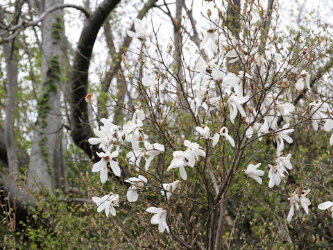 Magnolia salicifolia