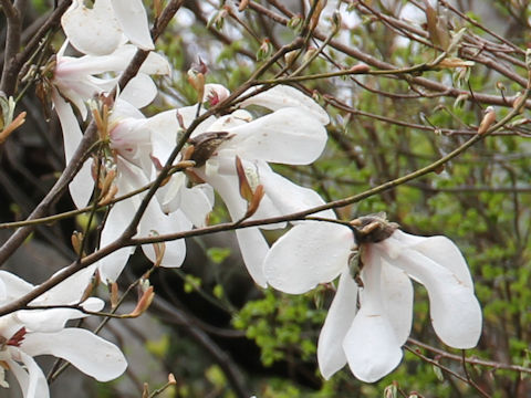 Magnolia salicifolia