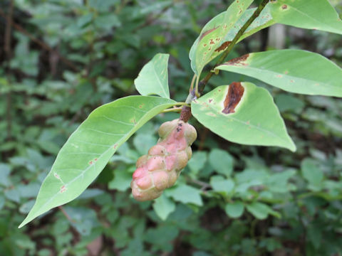 Magnolia salicifolia