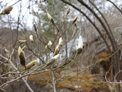 Magnolia salicifolia