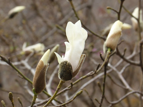 Magnolia salicifolia