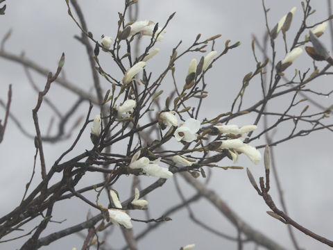 Magnolia salicifolia