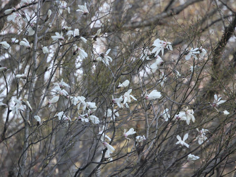 Magnolia salicifolia