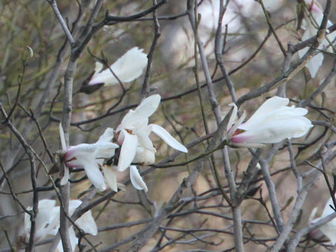 Magnolia salicifolia