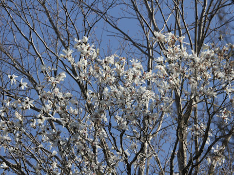 Magnolia salicifolia