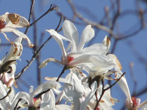 Magnolia salicifolia