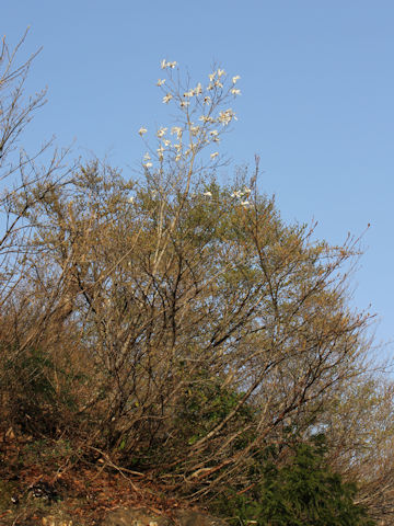 Magnolia salicifolia