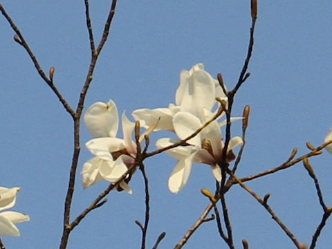 Magnolia salicifolia