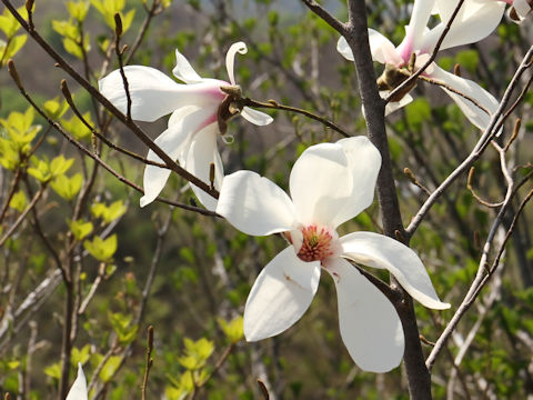 Magnolia salicifolia