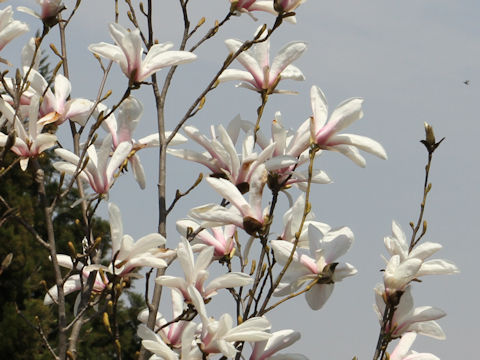 Magnolia salicifolia