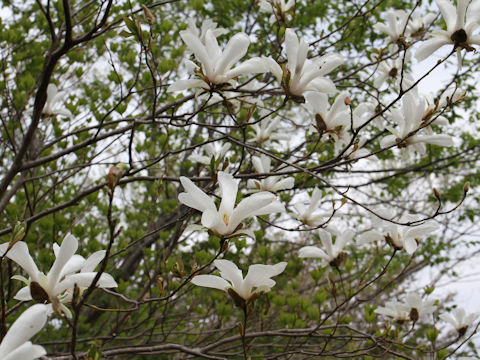 Magnolia salicifolia