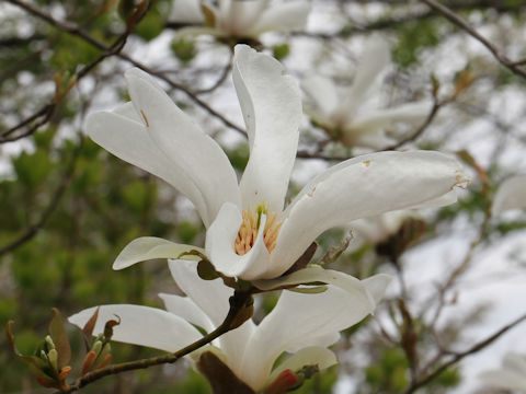 Magnolia salicifolia