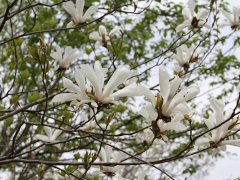 Magnolia salicifolia