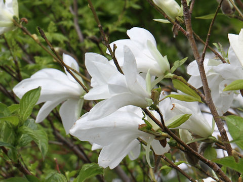 Magnolia salicifolia