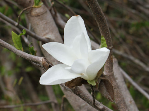 Magnolia salicifolia