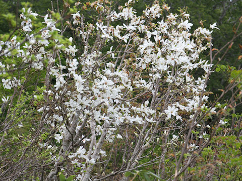 Magnolia salicifolia