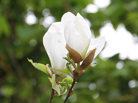 Magnolia salicifolia