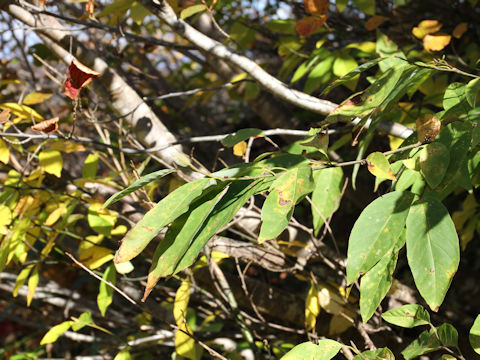 Magnolia salicifolia