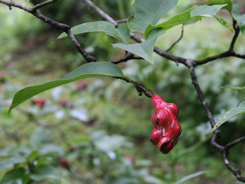 Magnolia salicifolia
