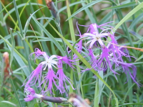 Dianthus superbus var. speciosus