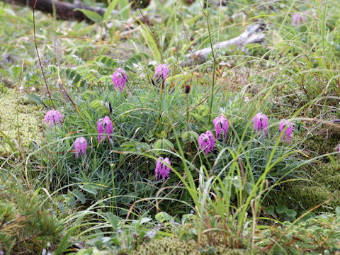 Dianthus superbus var. speciosus