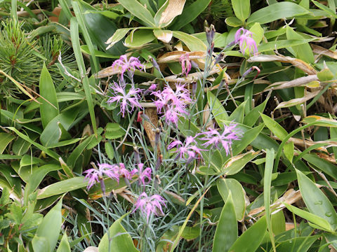 Dianthus superbus var. speciosus