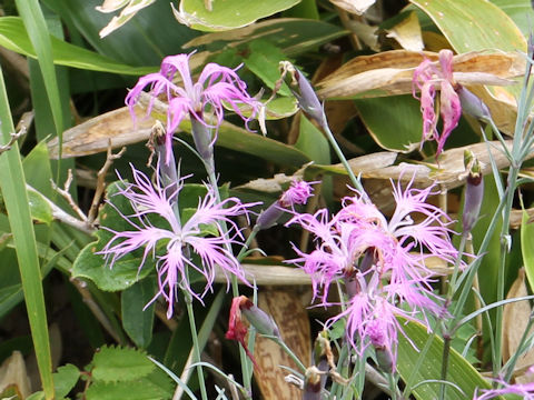 Dianthus superbus var. speciosus