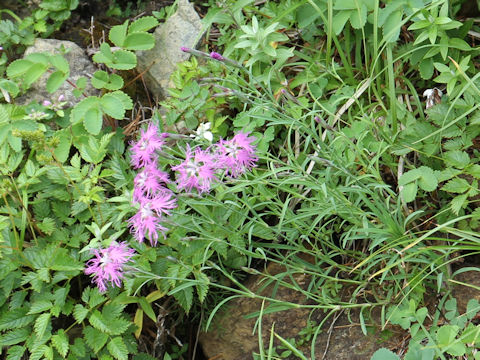 Dianthus superbus var. speciosus